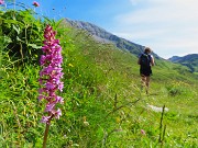 11 Bel fiore di orchidea, , Orchis mascula (Orchidea maschio)